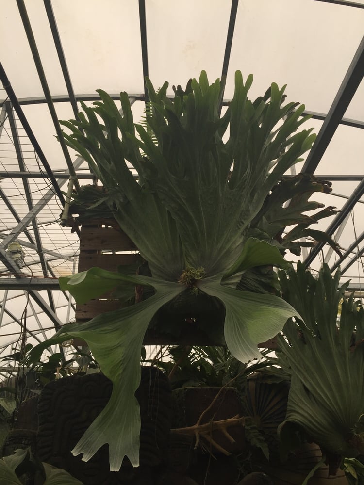 Power Plant EFG Orchids - 35 Photos - Nurseries & Gardening - 4265