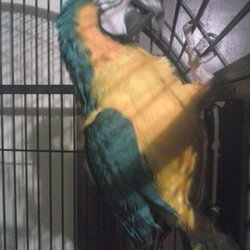 parrot sitter