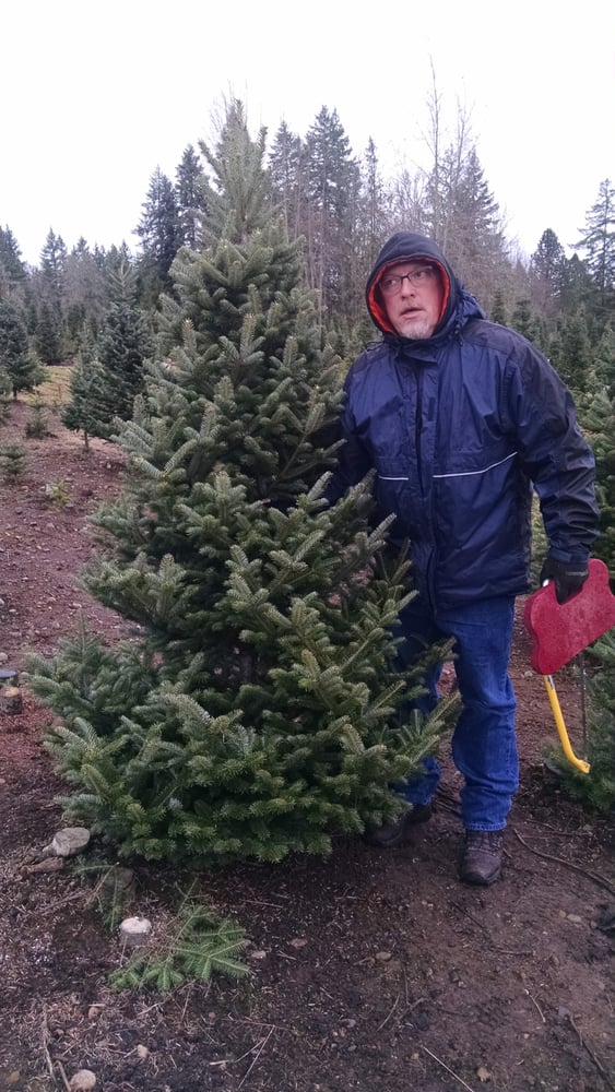cox christmas tree farm christmas trees 40605 meridian cox christmas tree farm christmas trees 40605 meridian