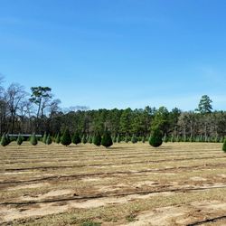 photo of grant christmas tree farm syrup mill elizabeth la united states - Christmas Tree Farm Louisiana photo of grant christmas tree farm syrup mill elizabeth la united states - Christmas Tree Farm Louisiana