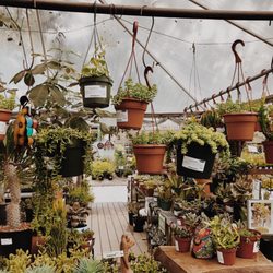 The Great Outdoors 91 Photos 171 Reviews Nurseries Gardening Photo Of The Great Outdoors Austin Tx United States