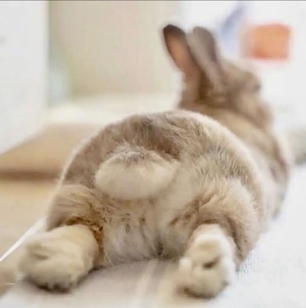 The Splooting Rabbit