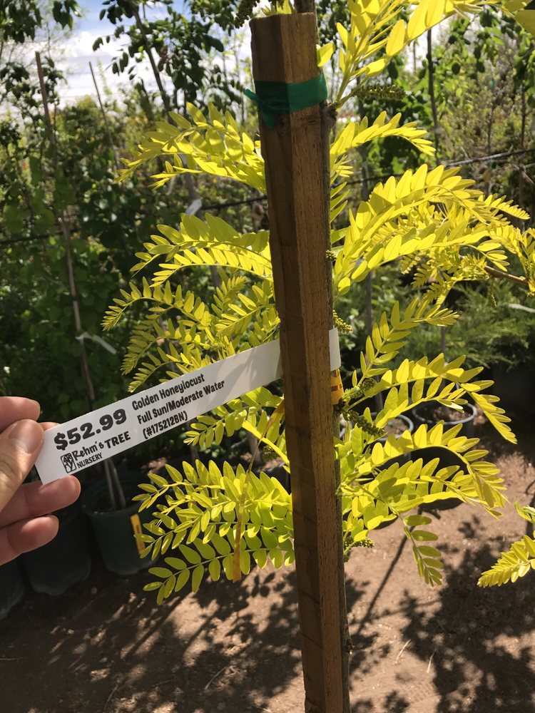 Rehm S Nursery Garden Center 5801 Lomas Blvd Ne Uptown