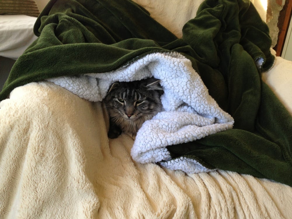 Evergreen Cat Lodge Reviews Evergreen Cat Lodge Reviews