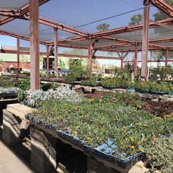 Yuma Nursery Supply 15 Photos Nurseries Gardening 4405 S Photo Of Yuma Nursery Supply Az United States