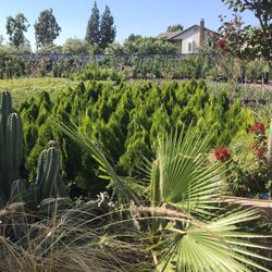 Cal Mex Nurseries Gardening 2612 S Haven Ave Ontario Ca Photo Of Cal Mex Ontario Ca United States