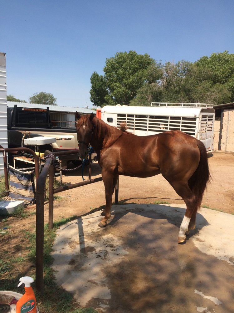 Kountry Klub Quarter Horses Horse Boarding 919 Sparks Cir, El Paso
