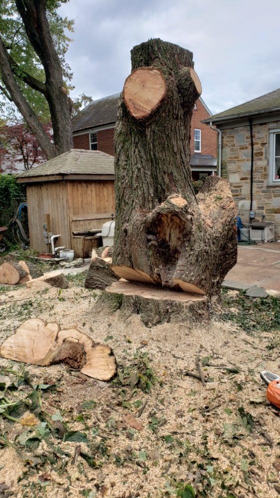 Machado Landscaping & Tree Services