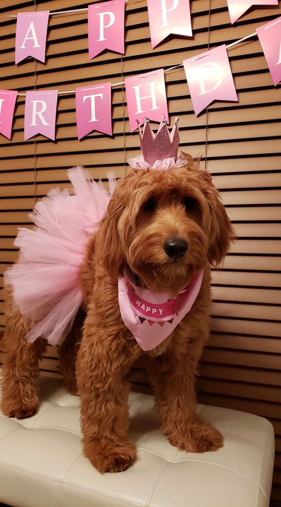 Doggie Dog's Pet Salon Image