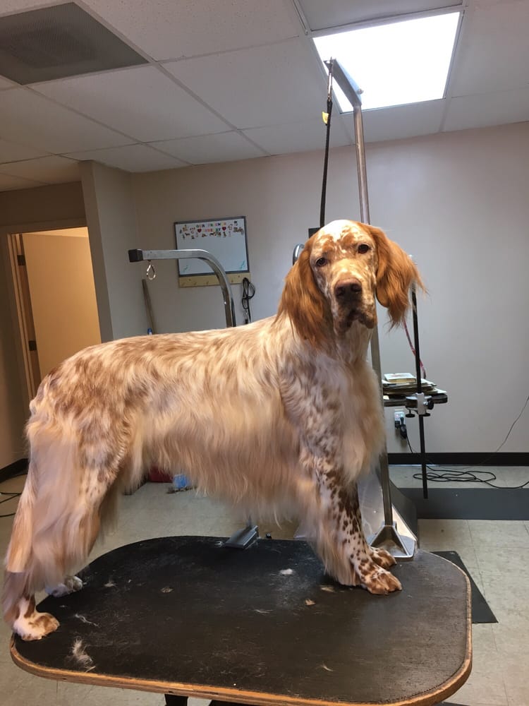 Winner’s Circle Grooming Pet Groomers Amphi Tucson, AZ Reviews