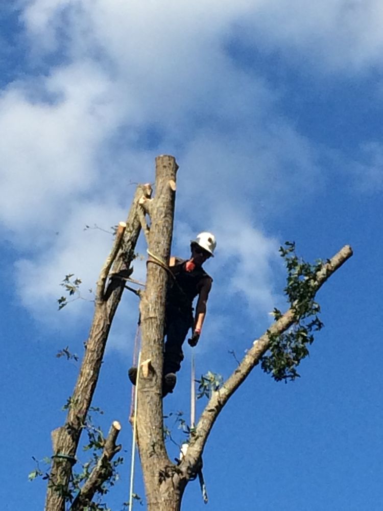 Allen Tree Service