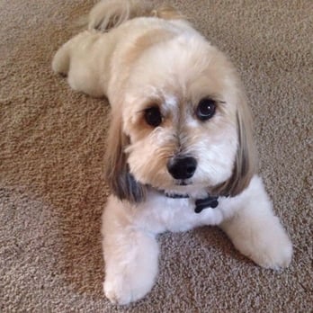 mud puppies grooming mud to suds wash grooming 73 photos 118 reviews pet groomers 7441 mud puppies grooming mud to suds wash grooming 73 photos 118 reviews pet groomers 7441