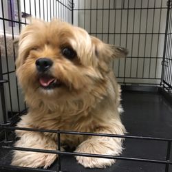 horizon pet supply winchester