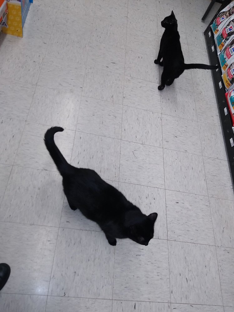 Blackwinds Pet Supplies