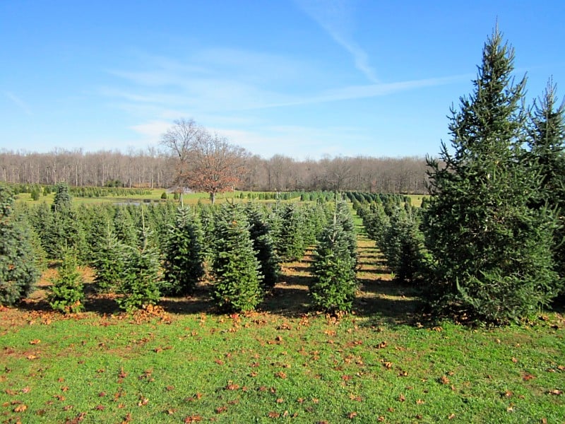chesterfield christmas trees christmas trees 193 chesterfield christmas trees christmas trees 193
