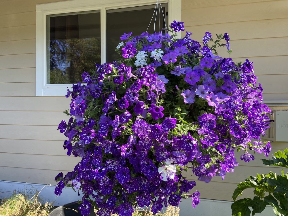 Bremerton City Nursery