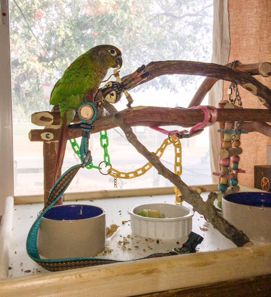 Magnolia Bird Farm 43 Photos & 64 Reviews Pet Stores 12200