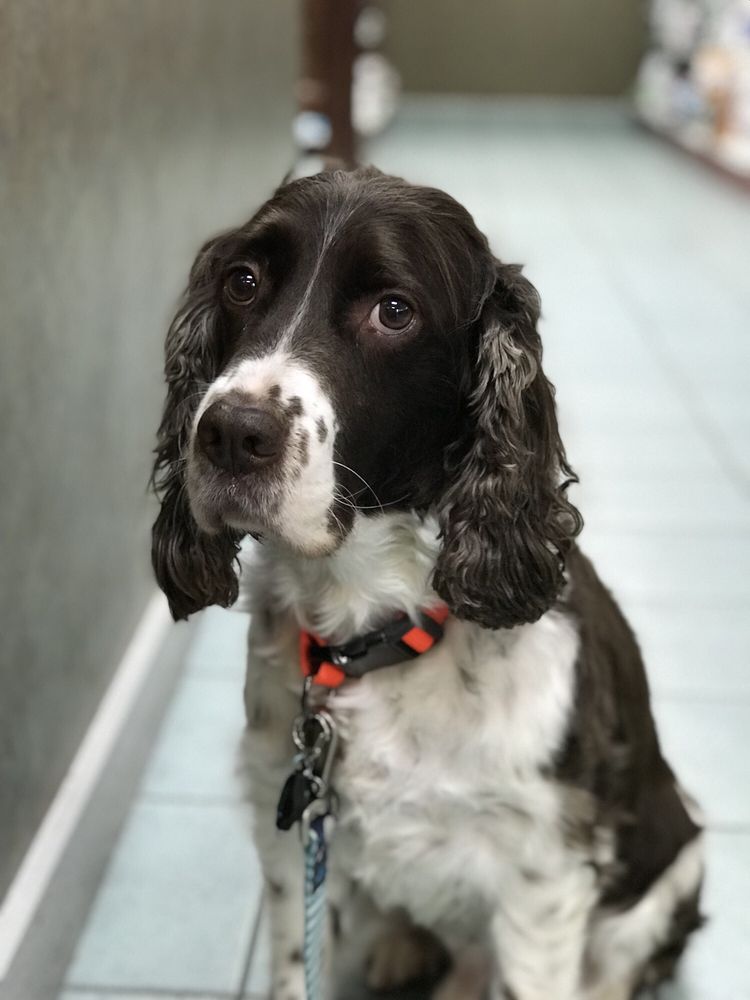 Veterans Memorial Drive Animal Hospital 17 Reviews Veterinarians