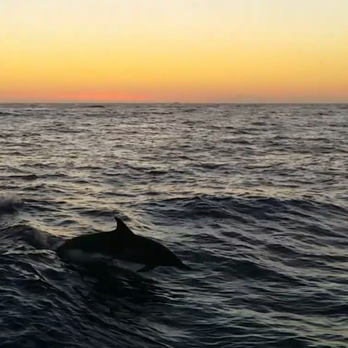 Cruise Newport Beach 125 Photos 106 Reviews Boat Charters Photo Of Cruise Newport Beach Ca United States Sunset And