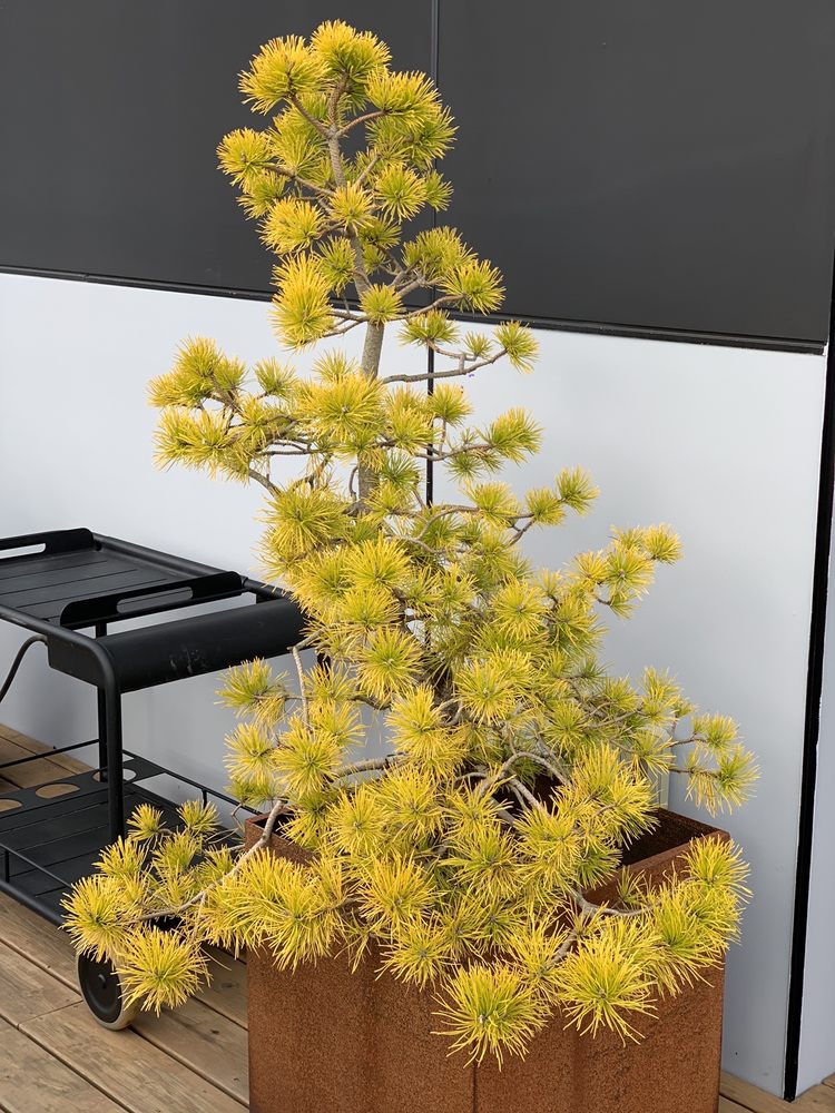 Wells Medina Nursery