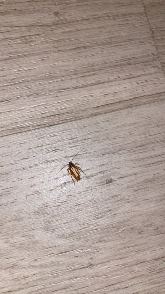 SureStay Plus Hotel By Best Western Roanoke Rapids I 95