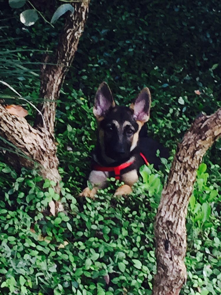 Petland Vineyard 18 Photos & 25 Reviews Pet Stores 1309 N Loop