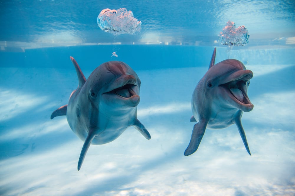 Texas State Aquarium 316 Photos & 162 Reviews Aquariums 2710 N