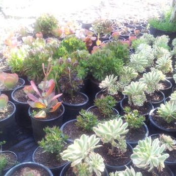 Halls Plant Nursery 45 Photos 33 Reviews Nurseries Gardening Photo Of Halls Plant Nursery Temecula Ca United States More Photos
