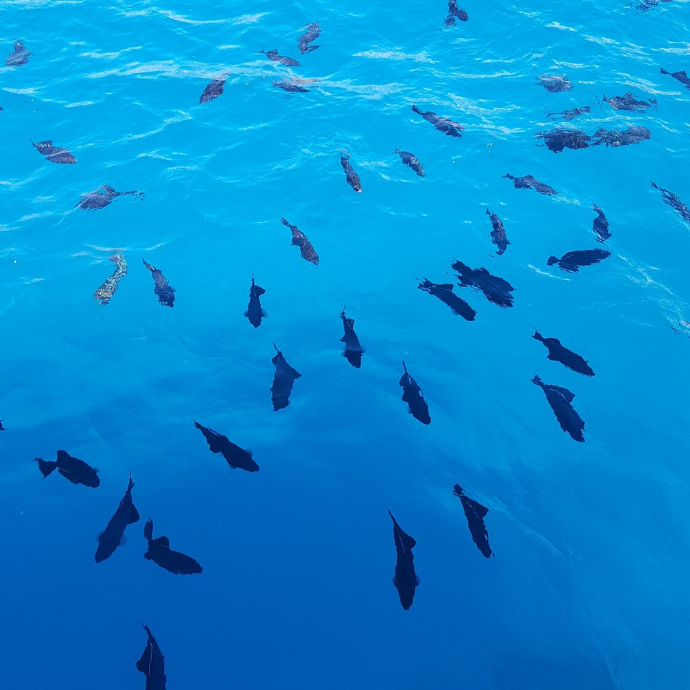 Glass Bottom Boat Tours Honolulu Hawaii Glass Bottom Boat Tours Honolulu Hawaii