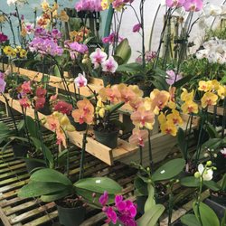 The Orchid Trail Nurseries Gardening 402 Church St Photo Of The Orchid Trail Morrisville Nc United States