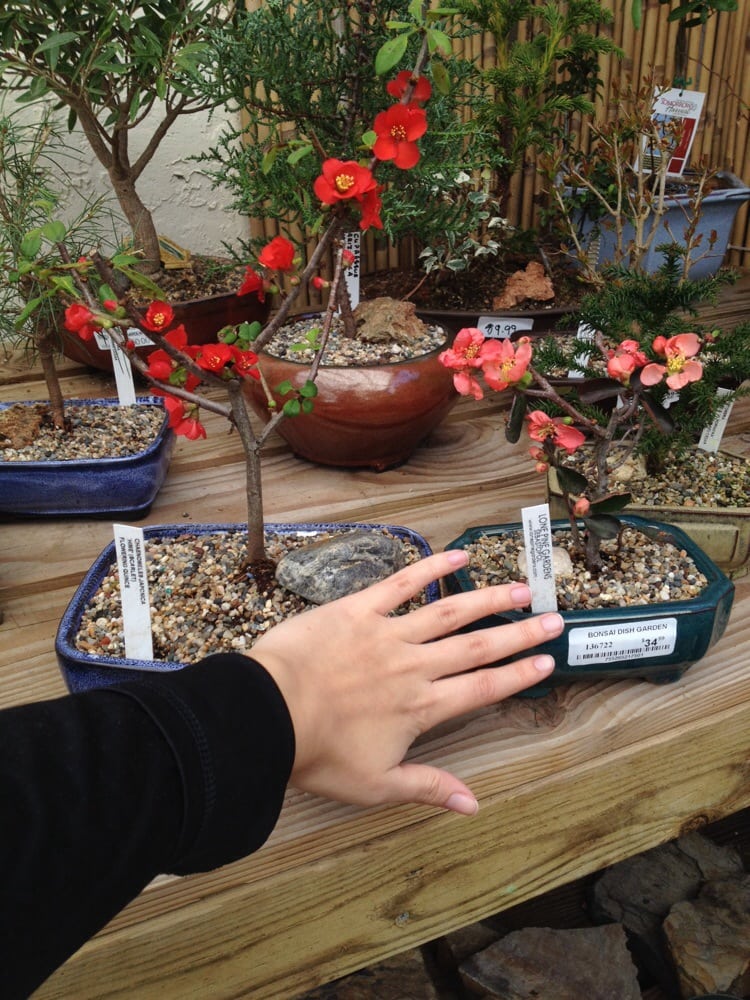 Very Reasonably Prices Small Flowering Bonsai Yelp Photo Of Summerwinds Nursery Cupertino Ca United States Very Reasonably