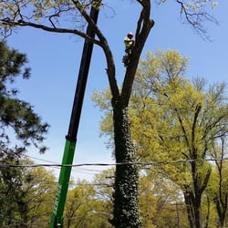 Tree Service Fair Lawn  Photo of Green Star Tree Experts - Fair Lawn, NJ, United States. Me