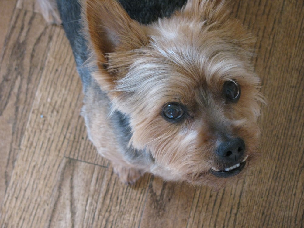 Pretty Paws 41 Reviews Pet Sitting 123 SW 158th St, Burien, WA Phone Number Yelp