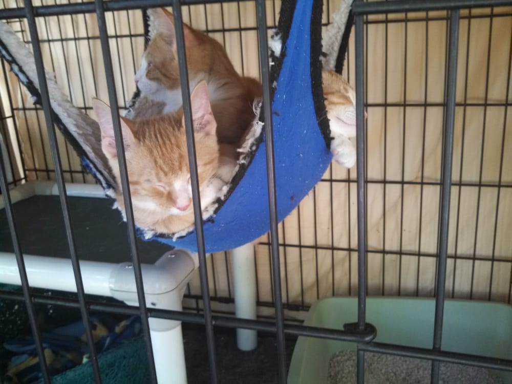 Photos for Irvine Animal Care Center Yelp