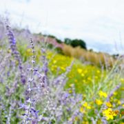 1000 Lake Cook Rd Glencoe Il Mapquest