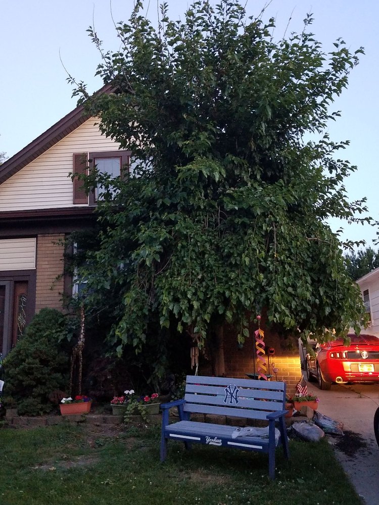 Pauley's Tree Service