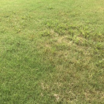 Top Turf Lawn Care And Pest Management 51 Photos 61 Reviews Photo Of Top Turf Lawn Care And Pest Management Lawrenceville Ga United States