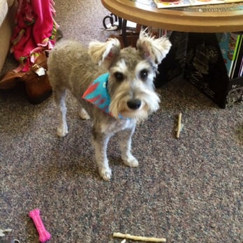 Doggie Bohns Temple Pet Grooming Salon - Pet Groomers - 5202 8th Ave, Temple, PA - Phone Number