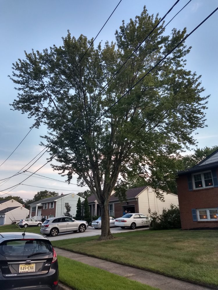 Weldon's Tree Services