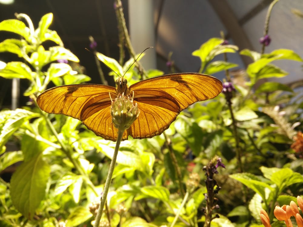 The Smithsonian Butterfly Habitat Garden 11 Photos Local Flavor