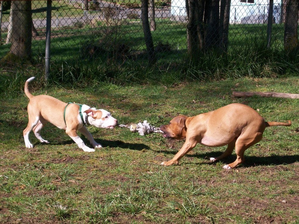 Two dogs playing tug of war Yelp