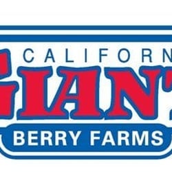 california giant berry farms