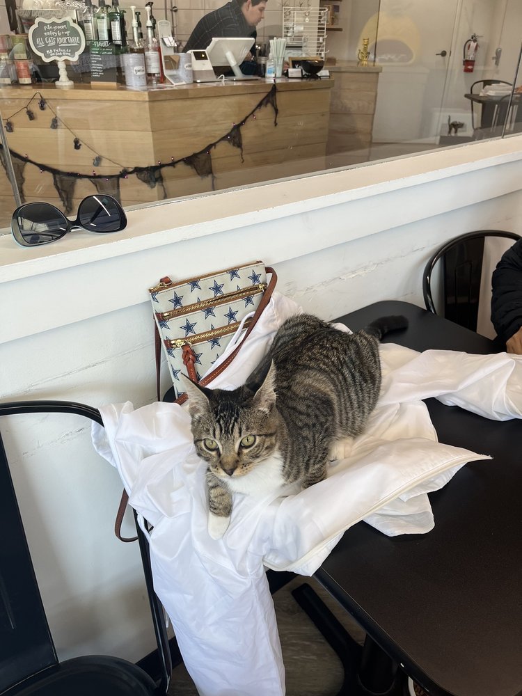 Felius Cat Café & Rescue