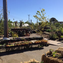Ploughshares Nursery 39 Photos 45 Reviews Nurseries Photo Of Ploughshares Nursery Alameda Ca United States