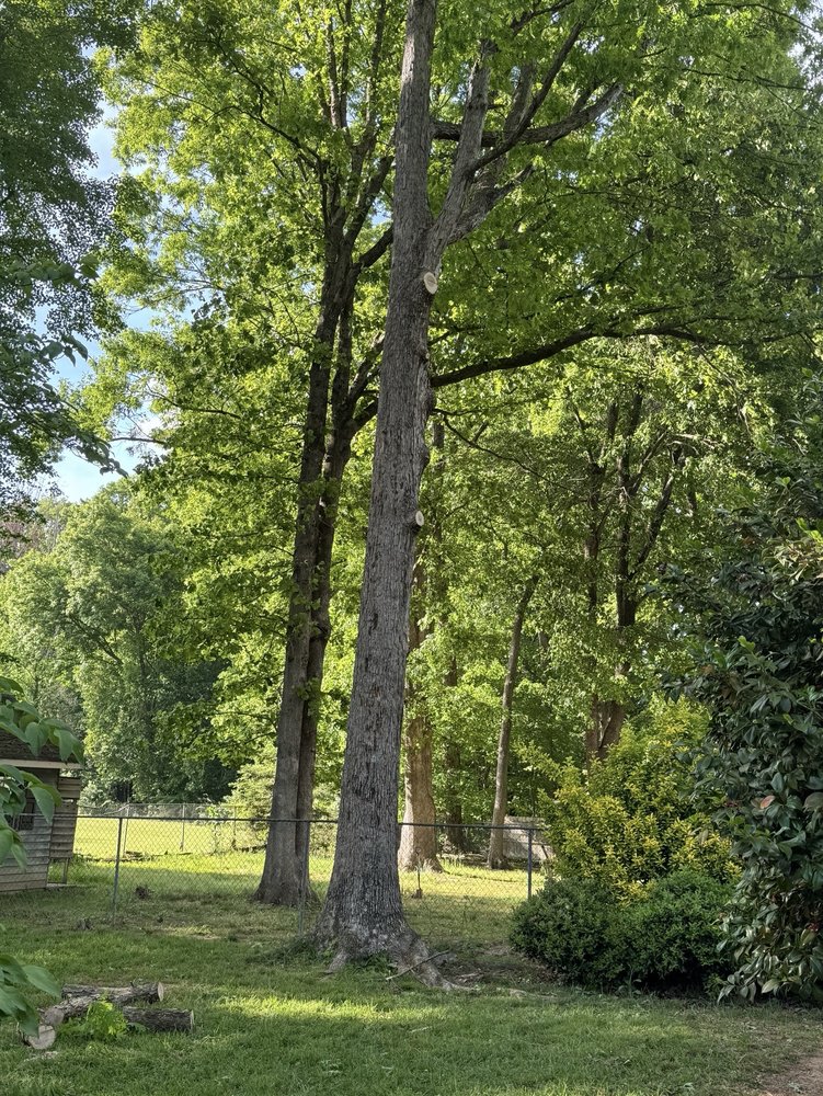 Shelton Tree Service