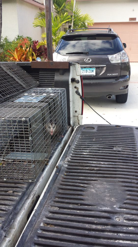 Buzz Away Wildlife Carolinas