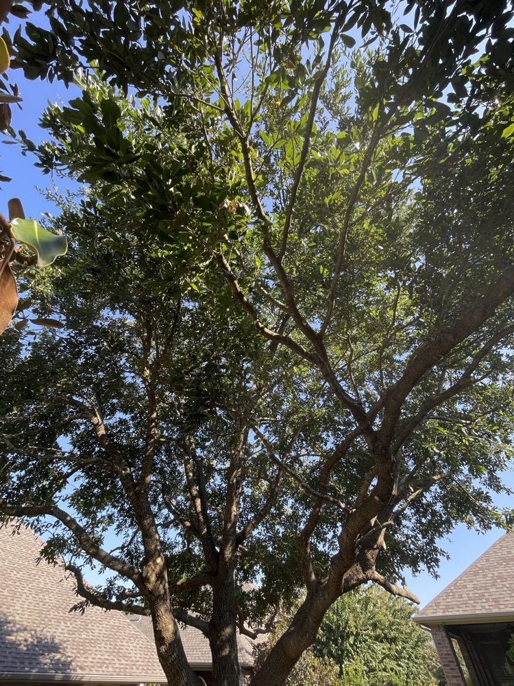 Lumberjack Tree Service