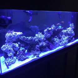 the mystic reef 19