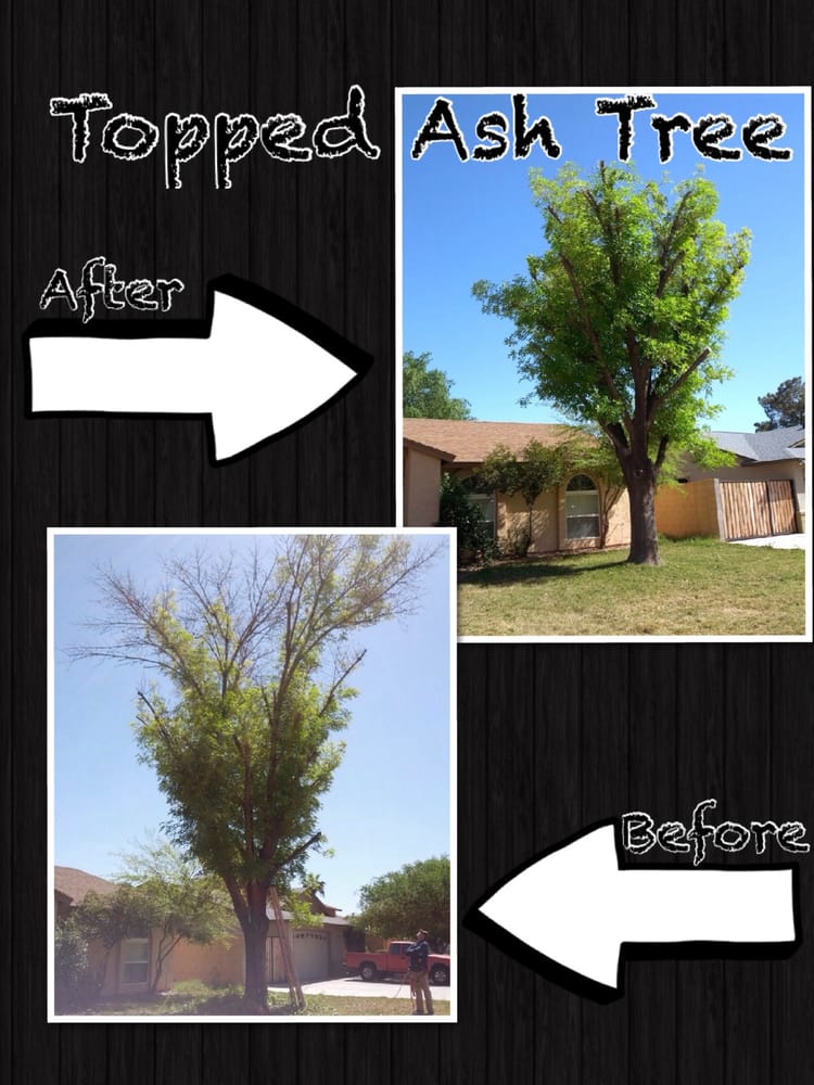 Gideon Tree Care