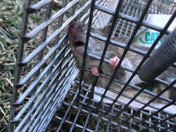 Genuine Pest Control